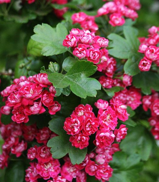 Crataegus laevigata 'Paul Scarlet'